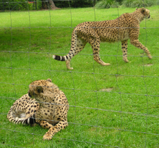 Gepard-5.jpg